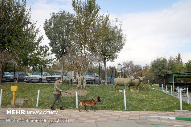 Sniffer dogs detect illegal drugs 