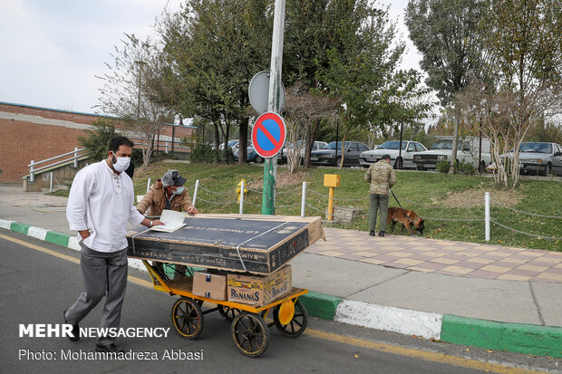 Sniffer dogs detect illegal drugs 