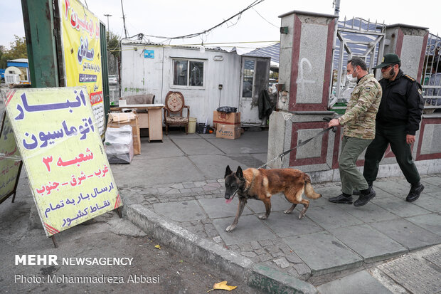 Sniffer dogs detect illegal drugs 