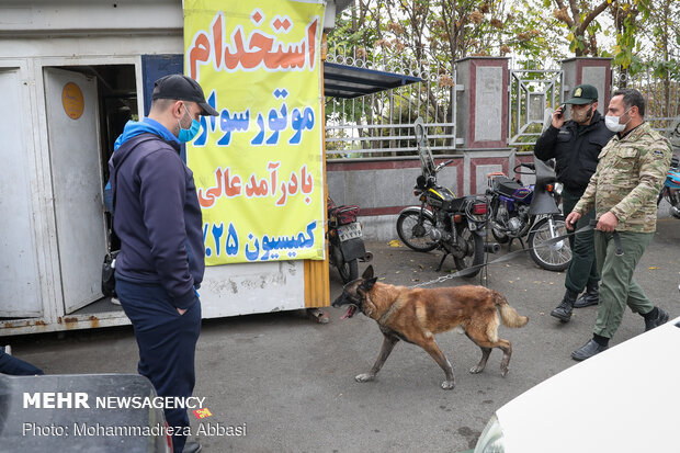 Sniffer dogs detect illegal drugs 