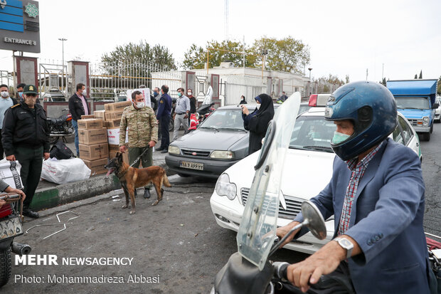 Sniffer dogs detect illegal drugs 