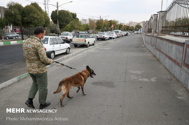 Sniffer dogs detect illegal drugs 