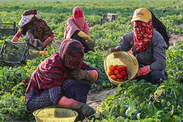 برداشت ۳۵ درصد محصول گوجه‌فرنگی خارج از فصل در استان بوشهر