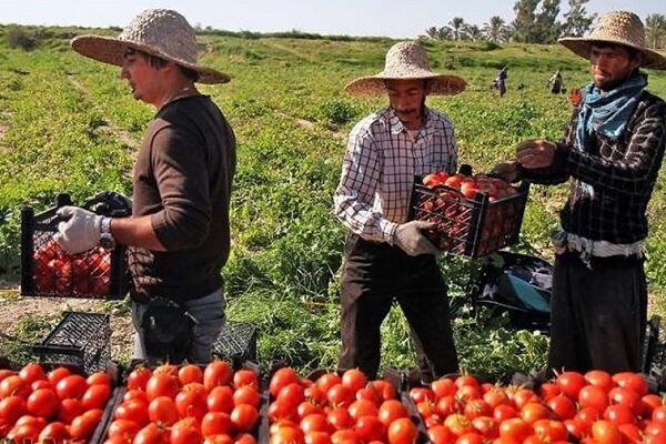  ۱۵ درصد محصول گوجه‌فرنگی خارج از فصل مزارع استان بوشهر برداشت شد