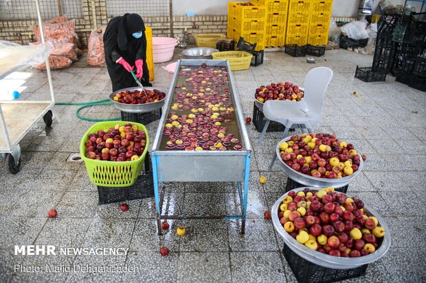 شستشوی سیب ها برای آبگیری توسط حاج نصرت