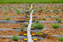 صادقی: گذار از کشاورزی سنتی به نوین اولویت توسعه زنجان است