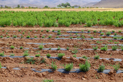 استان زنجان ۲۲۰ گونه گیاه دارویی دارد