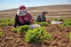 «سرمایه‌گذاری برای تولید» در گیاهان دارویی خوزستان