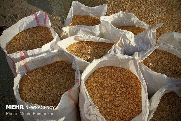 توزیع ۲۵۰ تن بذر گندم و جو اصلاح شده بین کشاورزان جاجرمی