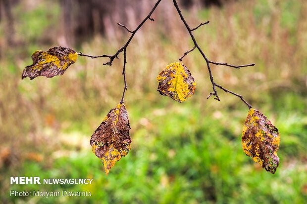 Kuzey Horasan'da büyüleyici sonbahar fotoğrafları