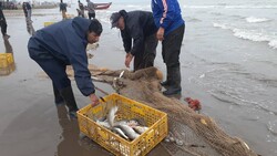 کاهش ۱۸ درصدی صید ماهیان استخوانی در مازندران