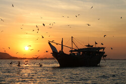 Shrimp harvest near Qeshm Island