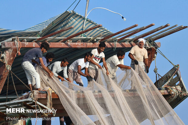 Shrimp harvest near Qeshm Island
