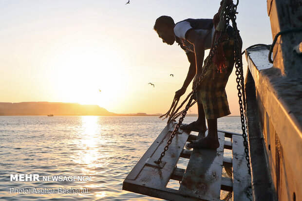 Shrimp harvest near Qeshm Island
