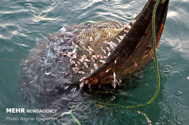 Shrimp harvest near Qeshm Island
