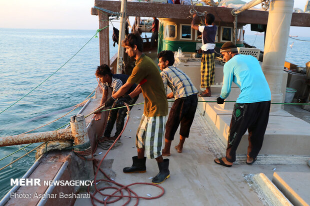 Shrimp harvest near Qeshm Island
