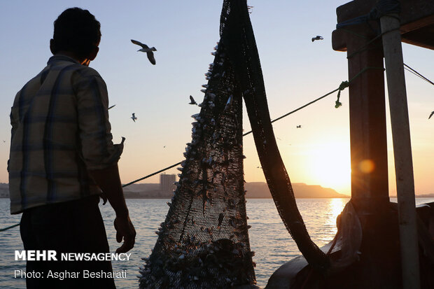 Shrimp harvest near Qeshm Island
