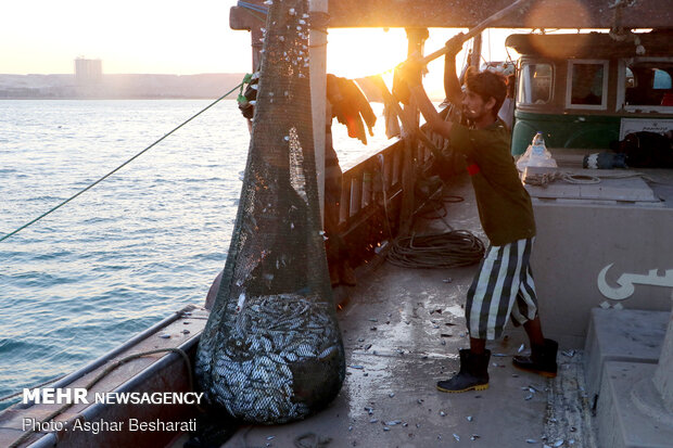 Shrimp harvest near Qeshm Island
