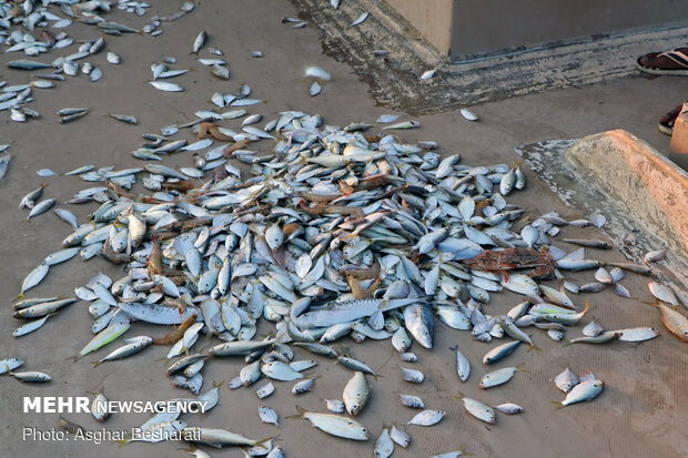 Shrimp harvest near Qeshm Island
