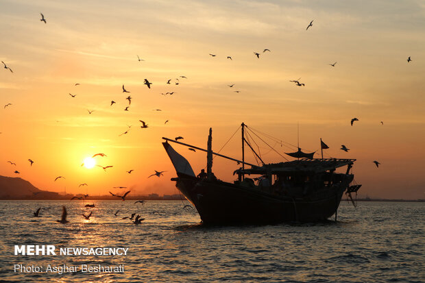 Shrimp harvest near Qeshm Island
