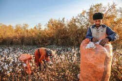 نخستین برداشت پنبه در جاسک آغاز شد