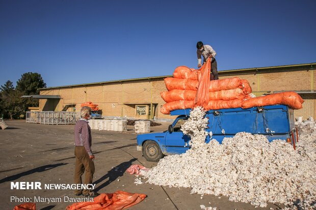 Traditional cotton harvest in North Khorasan province
