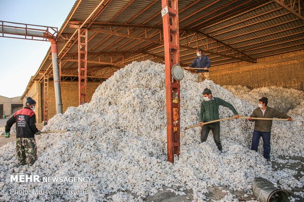 Traditional cotton harvest in North Khorasan province
