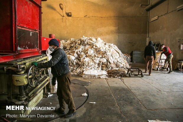 Traditional cotton harvest in North Khorasan province
