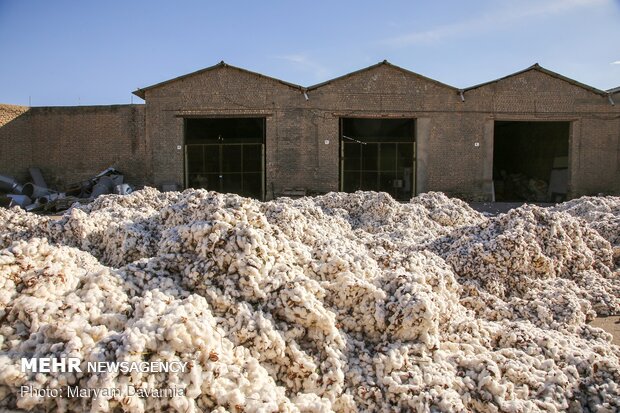 عیار پایین طلای سفید مانه و سملقان برای کشاورزTraditional cotton harvest in North Khorasan province
