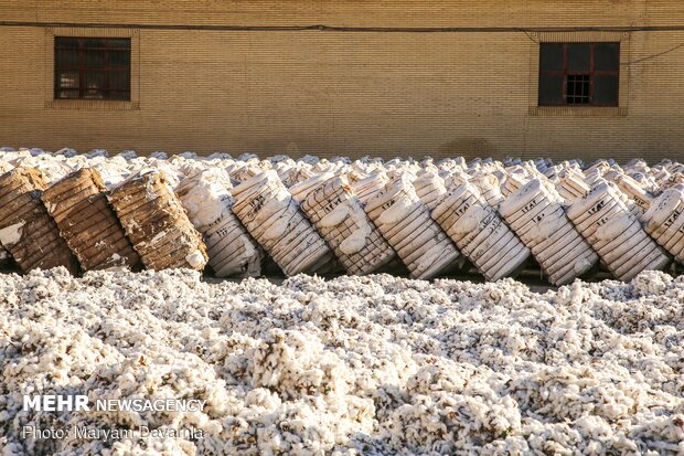 Traditional cotton harvest in North Khorasan province
