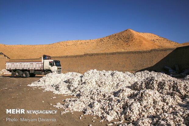 Traditional cotton harvest in North Khorasan province
