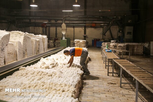 Traditional cotton harvest in North Khorasan province
