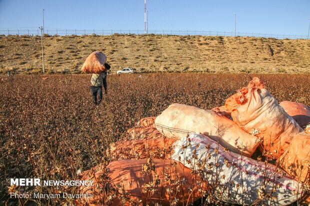 İran'da pamuk hasadı devam ediyor