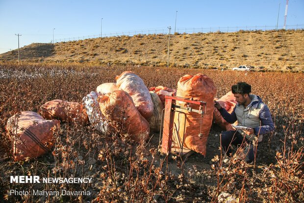 Traditional cotton harvest in North Khorasan province
