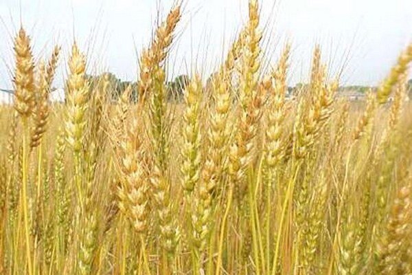 گندم تراریخته ۱۱ درصد عملکرد بالاتری دارد