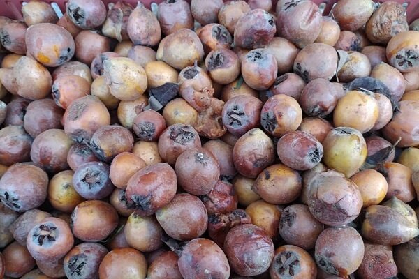 آغاز برداشت ازگیل در ۵۶۳ هکتار از باغات گیلان آغاز برداشت ازگیل در ۵۶۳ هکتار از باغات گیلان