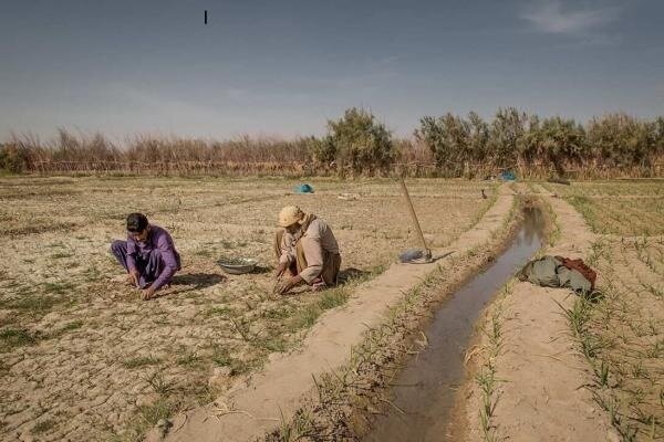  ایجاد مزارع الگو در دشت سیستان از سوی موسسه عمران و توسعه رضوی 