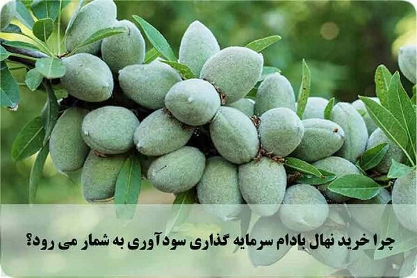 مزایای خرید نهال بادام + معرفی ۵ نهال بادام برتر