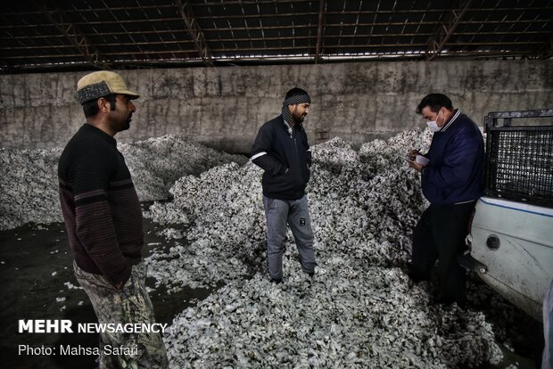 گرد فراموشی برصنایع تبدیلی طلای سفید