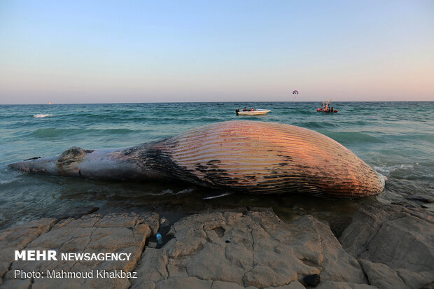 پیدا شدن لاشه نهنگ در سواحل کیش
