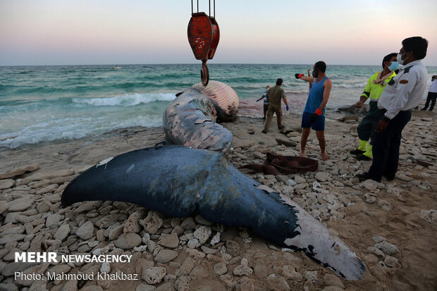 پیدا شدن لاشه نهنگ در سواحل کیش