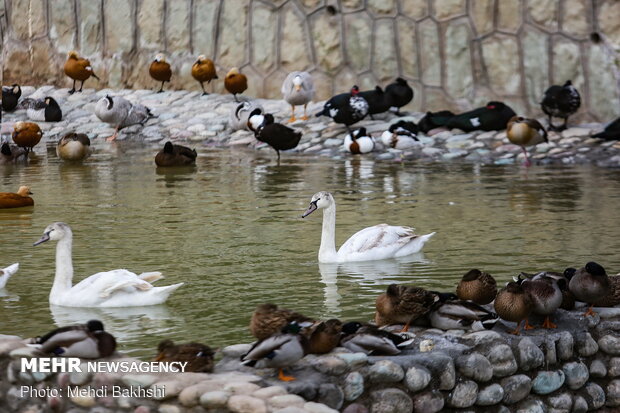 First bird garden in Qom inaugurated on Saturday 