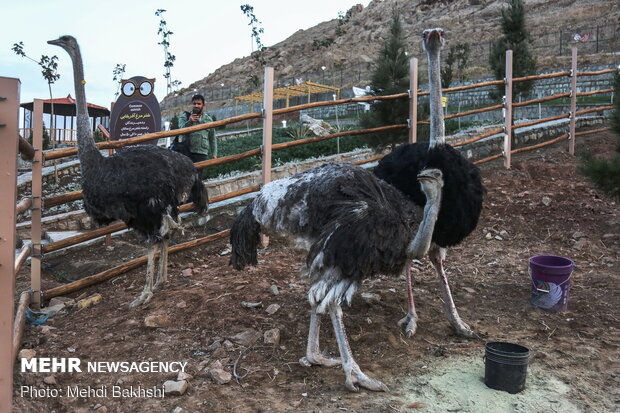 First bird garden in Qom inaugurated on Saturday 