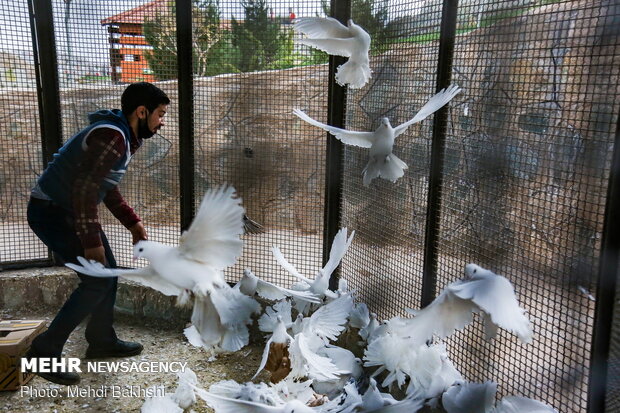 First bird garden in Qom inaugurated on Saturday 