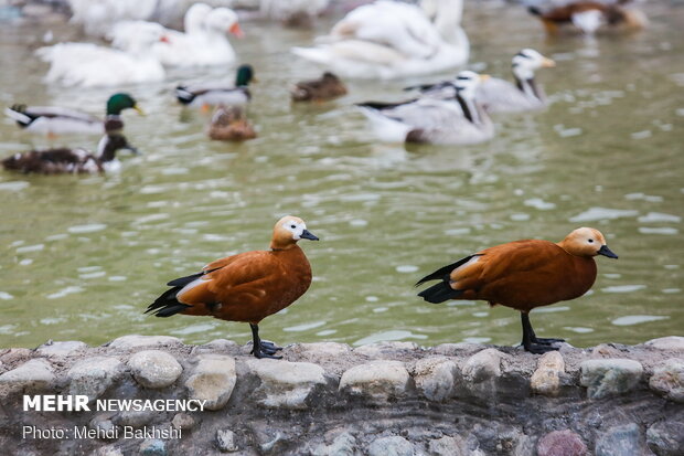 First bird garden in Qom inaugurated on Saturday 