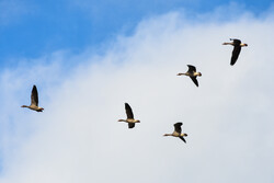 اراک کے میقان تالاب میں پرندوں میں انتہائی شدید انفلوئنزا کے پھیلنے کا خطرہ
