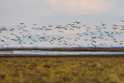 میزبانی تالاب میقان از ۵۳ گونه پرنده مهاجر در زمستان سال گذشته