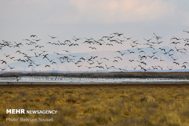 میزبانی تالاب میقان از ۵۳ گونه پرنده مهاجر در زمستان سال گذشته