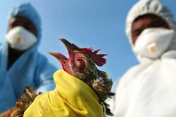 انتقاد رئیس سازمان دامپزشکی از پنهانکاری درباره شیوع آنفلوانزای پرندگان
