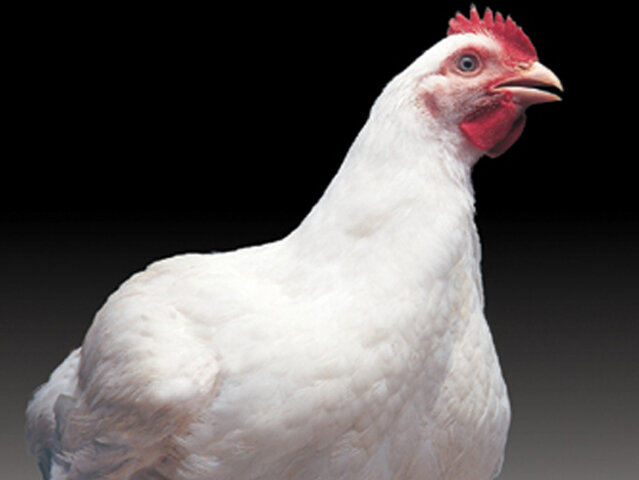 کشف ۲۷۰۰ قطعه مرغ زنده فاقد مجوز در کامیاران